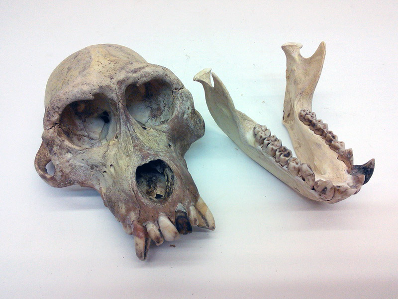 craneo animal 14x9x10 1u